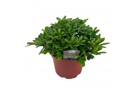 Pittosporum nanum tobira