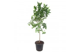 Citrus limon op stam