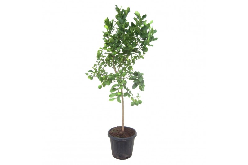 Citrus limon op stam 