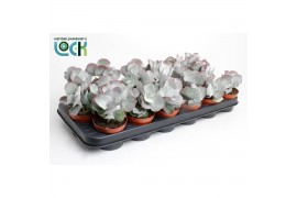 Cotyledon orbiculata var. oblonga