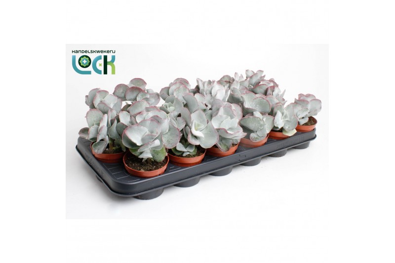 Cotyledon orbiculata var. oblonga 