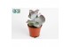 Cotyledon orbiculata var. oblonga 