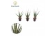 Sansevieria cylindrica Sansevieria Digitorum 