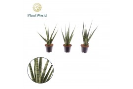 Sansevieria cylindrica Sansevieria Digitorum