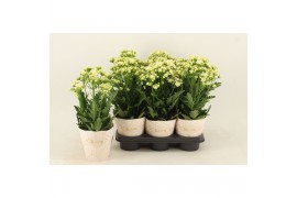 Kalanchoe sunny white