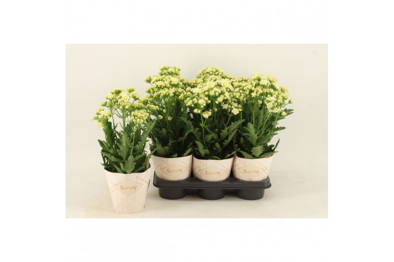 Kalanchoe sunny white 