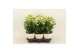 Kalanchoe sunny white 