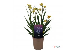 Anigozanthos Beauty Yellow®