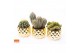 Cactus mix 4 soorten SuPure® - Cactus mix in Las Vegas 14 spines 