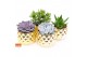 Succulenten mix SuPure® - in Las Vegas 