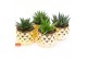 Succulenten mix ROCKS -  in Las Vegas 