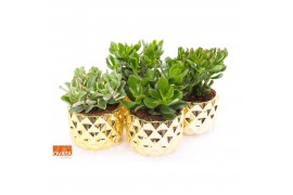 Crassula mix in las vegas keramiek