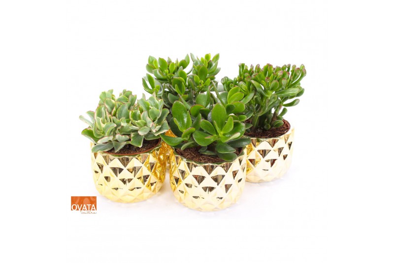 Crassula mix in las vegas keramiek 