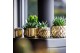 Crassula mix in las vegas keramiek 