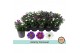 Aster novi-belgii grp starletta mix Asterly Carnaval 12cm - zonder hoe 