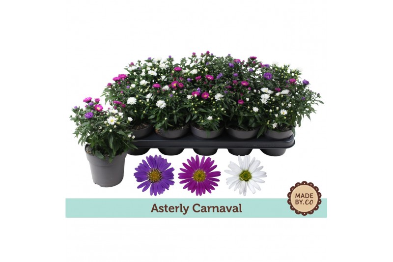 Aster novi-belgii grp starletta mix Asterly Carnaval 12cm - zonder hoe 