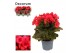 Begonia elatior du. serena paars decorum,1 pp 