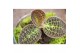 Arrangementen orchidee Jewel Orchid - KARMA Jewels Mix | Terrarium | V 