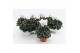Cyclamen pers. midi super serie allure Cyclaam Midi White 22 cm diamet 