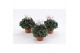 Cyclamen pers. midi super serie allure Cyclaam Midi White 22 cm diamet 