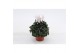 Cyclamen pers. midi super serie allure Cyclaam Midi White 22 cm diamet 