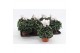 Cyclamen pers. midi super serie allure Cyclaam Midi White 22 cm diamet 