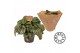 Peperomia argyreia must have 