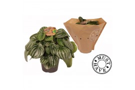 Peperomia argyreia must have