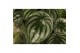 Peperomia argyreia must have 