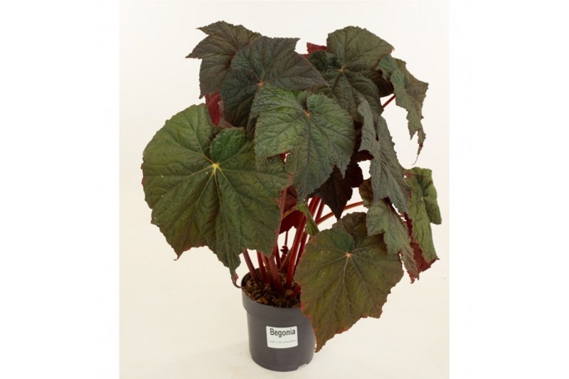 Heesters mix Begonia Dark side of the Moon 