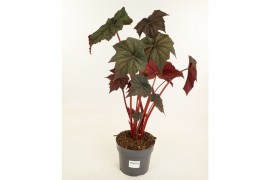 Heesters mix Begonia Dark side of the Moon