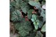Heesters mix Begonia Dark side of the Moon 
