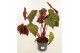 Heesters mix Begonia Harvest Moon 