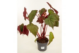 Heesters mix Begonia Harvest Moon