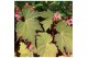 Heesters mix Begonia Harvest Moon 