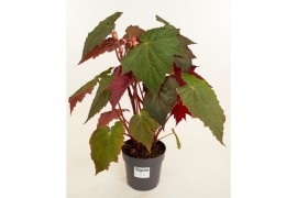 Heesters mix Begonia Harvest Moon