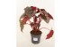 Heesters mix Begonia Little Moon 