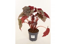 Heesters mix Begonia Little Moon