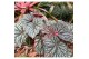 Heesters mix Begonia Little Moon 