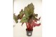 Heesters mix Begonia Neon Moon 