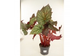 Heesters mix Begonia Neon Moon