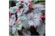 Heesters mix Begonia Neon Moon 