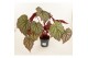 Heesters mix Begonia Neon Moon 