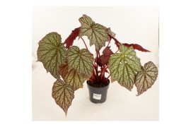 Heesters mix Begonia Neon Moon