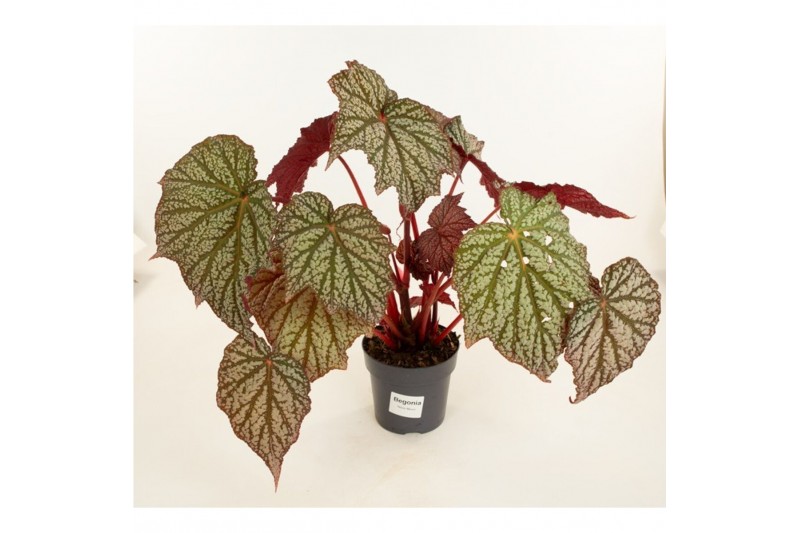 Heesters mix Begonia Neon Moon 