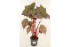 Heesters mix Begonia Sterling Moon 