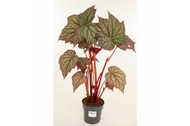 Heesters mix Begonia Sterling Moon