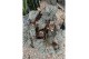 Heesters mix Begonia Sterling Moon 