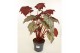 Heesters mix Begonia Sterling Moon 