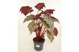 Heesters mix Begonia Sterling Moon